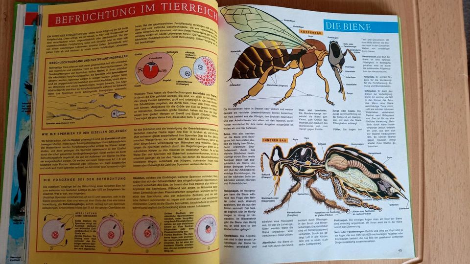 Das musst du Wissen, Tierbuch, Tierlexikon, Kinder, Jugend, top!! in Königsbach-Stein 