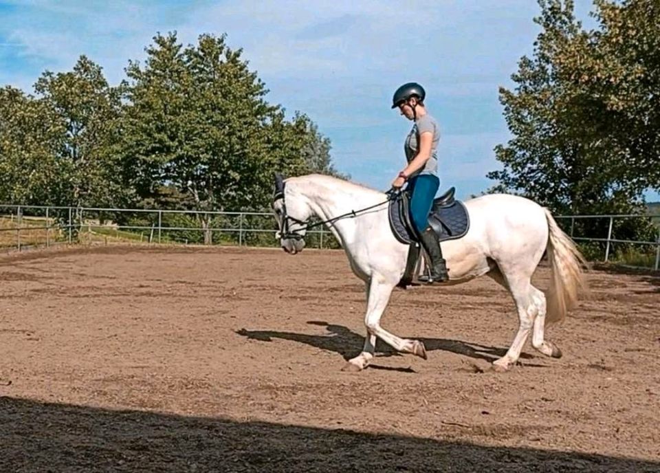 Biete mobilen Reitunterricht Beritt Korrektur in Pfalzgrafenweiler