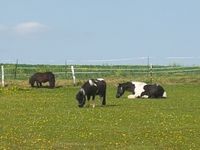 Offenstall mit Sommerweide Bayern - Wolfersdorf Vorschau