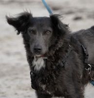 Mogli ♂ - kleiner Hund mit großem Herz Schleswig-Holstein - Grebin Vorschau