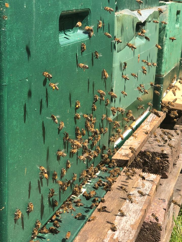 Ableger von Bienenvölkern in Oldenburg