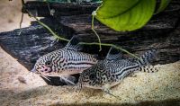 Corydoras Trilineatus DNZ Nordrhein-Westfalen - Emmerich am Rhein Vorschau