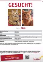 Vermisst der kleine Kater Katze Gino Bayern - Augsburg Vorschau