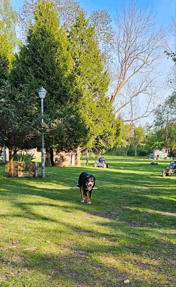 Großer Schweizer Sennenhund in Am Ettersberg