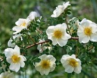 ❤ Pimpinellenrose Bibernellenrose ❤ Rosa spinosa pimpinellifolia Sachsen - Pulsnitz Vorschau