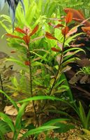 Ludwigia Repens Rubin Aquariumpflanze Niedersachsen - Wolfsburg Vorschau