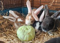 Kaninchen männlich suchen zu Hause Saarland - Ottweiler Vorschau