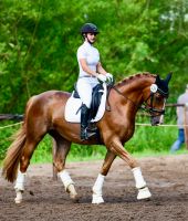 Reitbeteiligung auf Dressurpferd oder Pony gesucht (Mensch sucht) Niedersachsen - Müden Vorschau