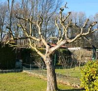 SUCHE: Bäume, Baumkronen, Astgabeln - Obstbaum,Laubbaum,Nussbaum Baden-Württemberg - Obersontheim Vorschau