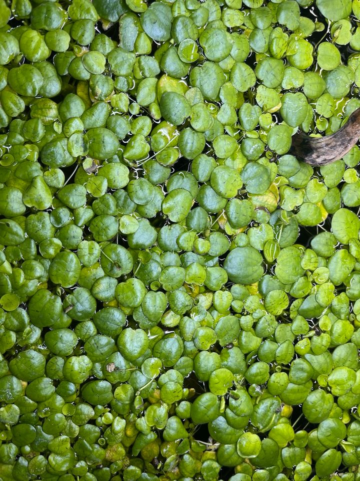 Froschbiss Wasserpflanze in Harsum