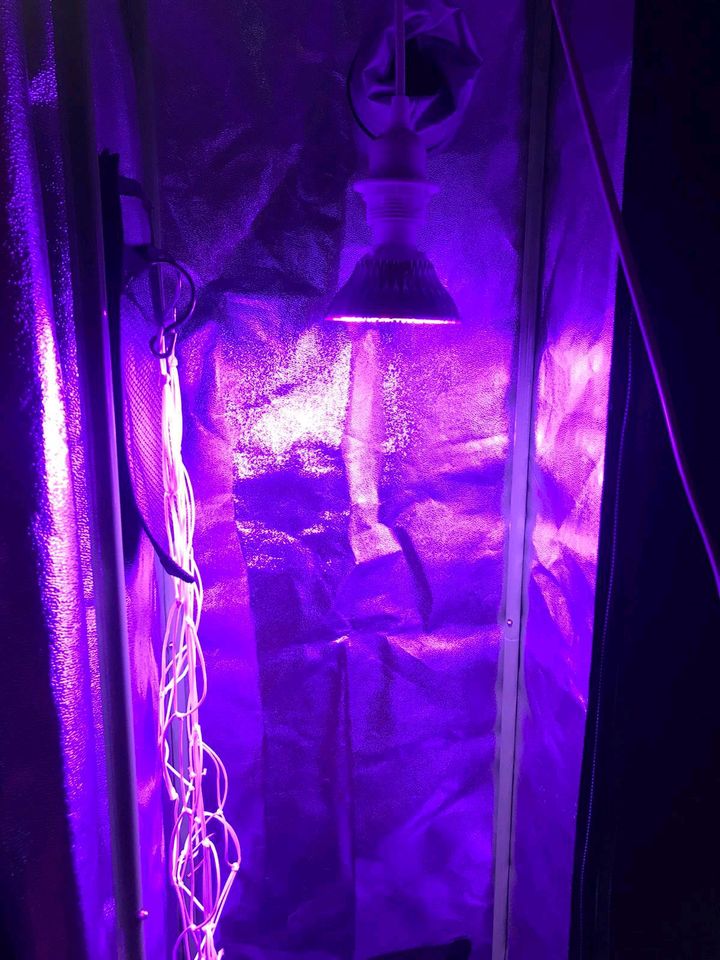 Grow Lampe 50W in Heppenheim (Bergstraße)