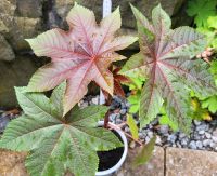 Wunderbaum Ricinus communis Bayern - Oberasbach Vorschau