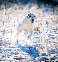 MARTINO Rüde Tierschutz Hund Thüringen - Weira Vorschau