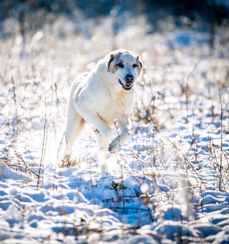 MARTINO Rüde Tierschutz Hund in Weira