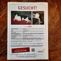 Katze vermisst Bayern - Kempten Vorschau