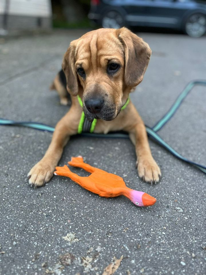 Bobby aus dem Tierschutz (1 Jahr) in 87648 Aitrang in Aitrang