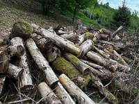 Brennholz Holz Nordrhein-Westfalen - Ennepetal Vorschau