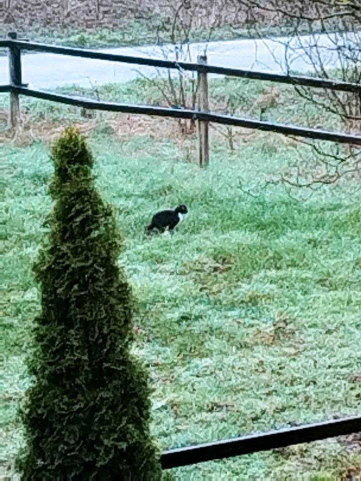 Schwarz weiße Katze / Kater vermisst? in Essen (Oldenburg)