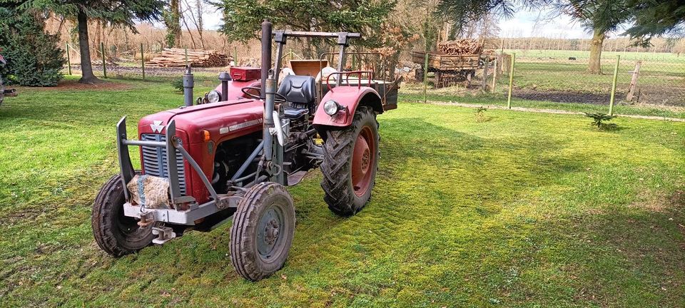 Traktor MF 35 mit 2t Anhänger in Apenburg-Winterfeld