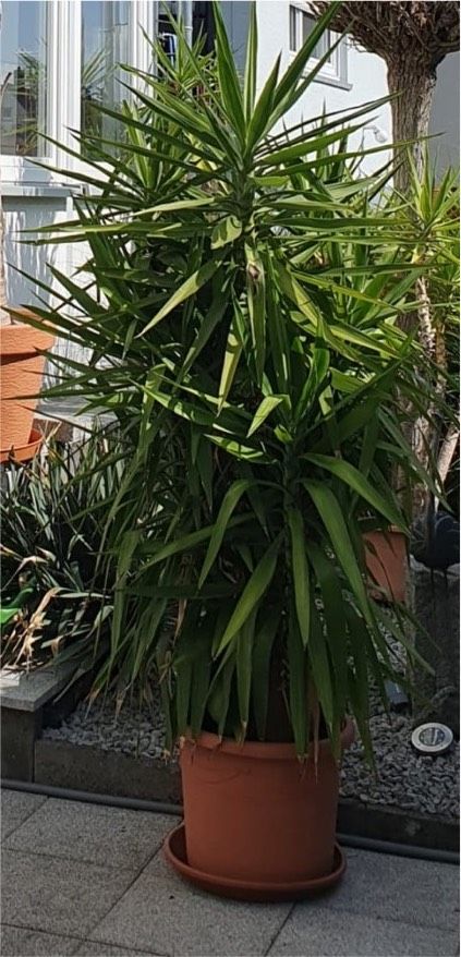 Yucca Palme in verschiedenen Größen ab 1,60 - 2,00 m Höhe . in Hüttlingen