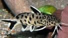 Felsenfiederbartwelse Synodontis petricola Niedersachsen - Hespe Vorschau