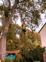 Baum fällen klettern Baumdienst Baumschnitt Spezialbaumfällung Sachsen - Leisnig Vorschau