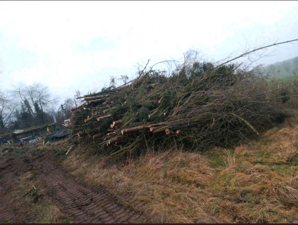 Baumfällung Baumpflege Hecken schneiden  Obstbaumpflege in Steinheim