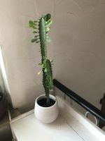 Euphorbia Kaktus Bayern - Winkelhaid Vorschau
