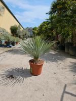 Yucca Rostrata "Blue Swan" Blaue Palmlilie Nordrhein-Westfalen - Oer-Erkenschwick Vorschau