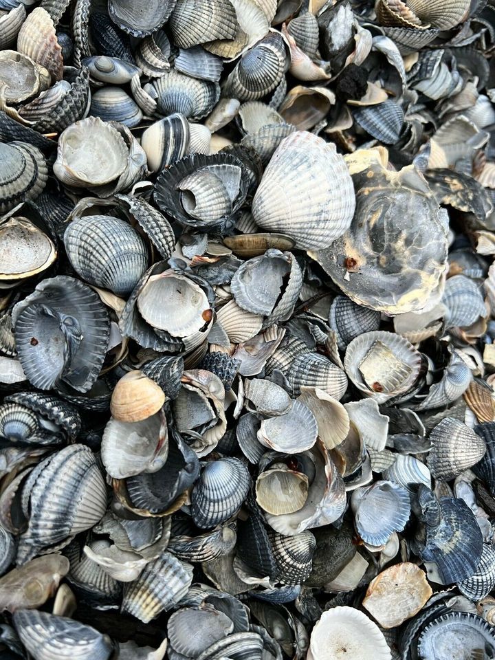 Muscheln - Zierkies - Garten in Jemgum