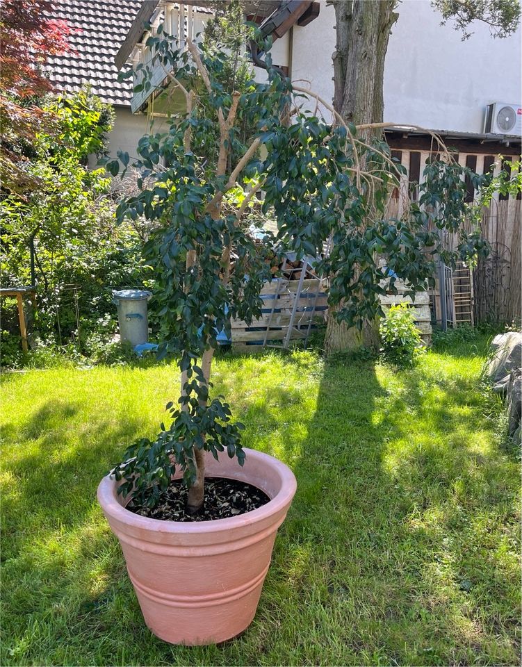 Ficus Benjamini Ableger in Kehl