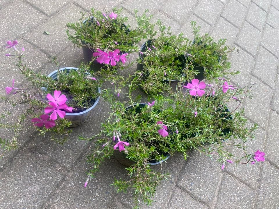 Polsterphlox Teppichphlox Bodendecker Polsterpflanze Pink Phlox in Steina