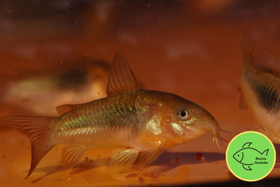 Marmorierte Panzerwelse - Corydoras paleatus in Barsinghausen