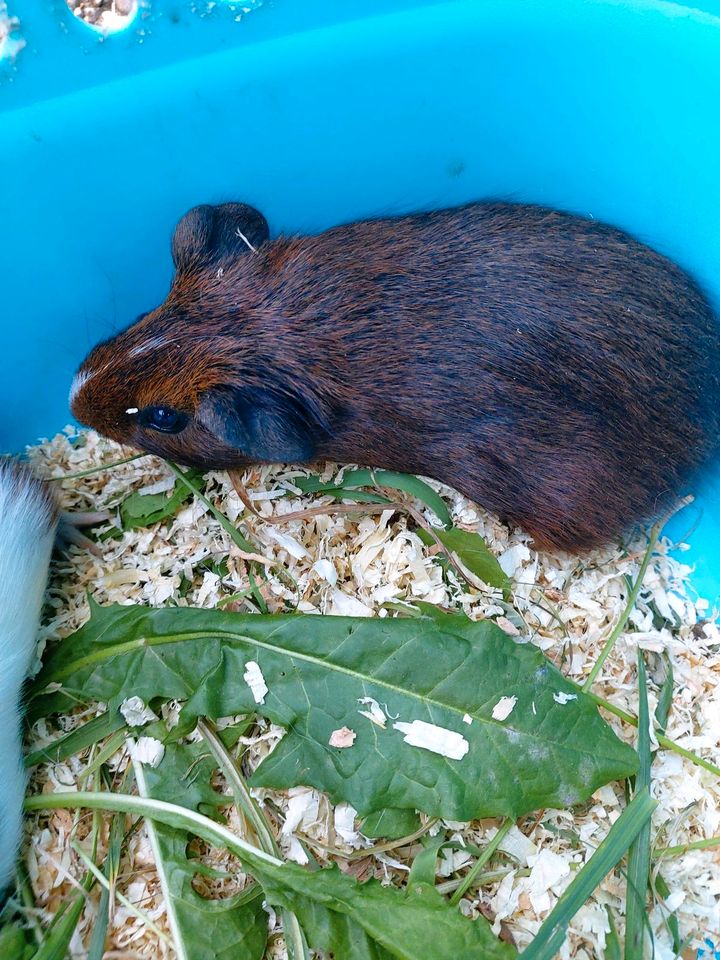 Meerschweinchen Babys in Rottweil