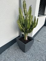 Kaktus mit Pflanzentopf Baden-Württemberg - Bruchsal Vorschau
