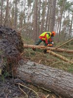 Suche Möglichkeit Holz aus Wald zu entnehmen. Niedersachsen - Lüneburg Vorschau