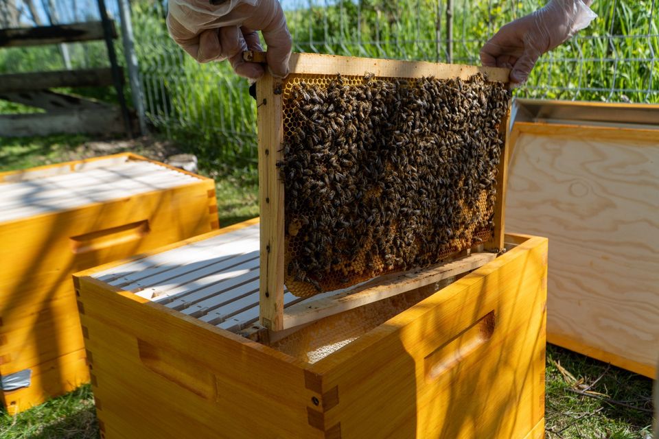 Bienenbeute US-Dadant Komplettset in Großenhain