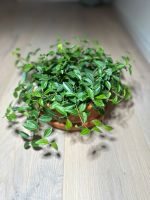 Peperomia angulata Baden-Württemberg - Börtlingen Vorschau