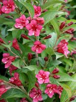 Weigelie, rote Blüten, Bristol Ruby, Pflanze, Strauch Thüringen - Tonna Vorschau