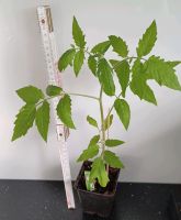 Siebenbürgener Riesen Bio- Fleischtomate Tomatenpflanze Rheinland-Pfalz - Mainz Vorschau