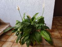 Spathiphyllum groß und breit gewachsen ca. H. 70 cm, B. 85 cm Hessen - Felsberg Vorschau