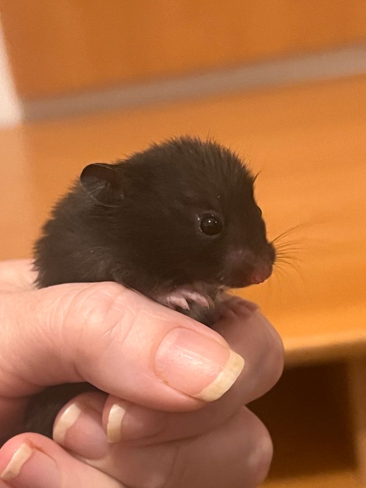 Hamster Babys ❤️❤️❤️ in Dörentrup