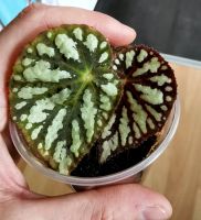 Begonia Aiensis Terrarium Frosch Tropenpflanze Innenstadt - Köln Deutz Vorschau