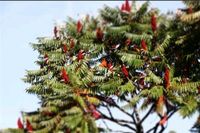 Farnblättriger Essigbaum  - Rhus typhina Baden-Württemberg - Leinzell Vorschau