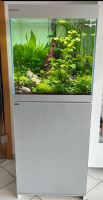 Weissglas Aquariumwürfel 60 x 60 x 60cm Giesemann / ADA / Zubehör Nordrhein-Westfalen - Neuss Vorschau