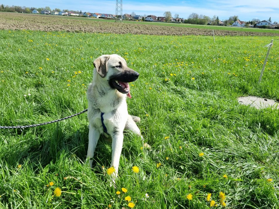 Goldy, "kleiner" Komödiant in Illertissen