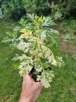 Beifuß variegata bunter Artemisia winterhart München - Trudering-Riem Vorschau