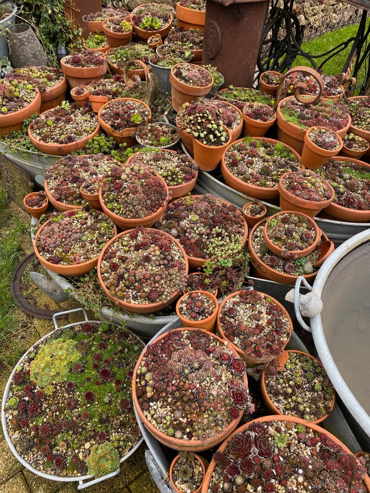Hauswurz Dachwurz Sempervivum gepflanzt in Tontöpfe in Willstätt