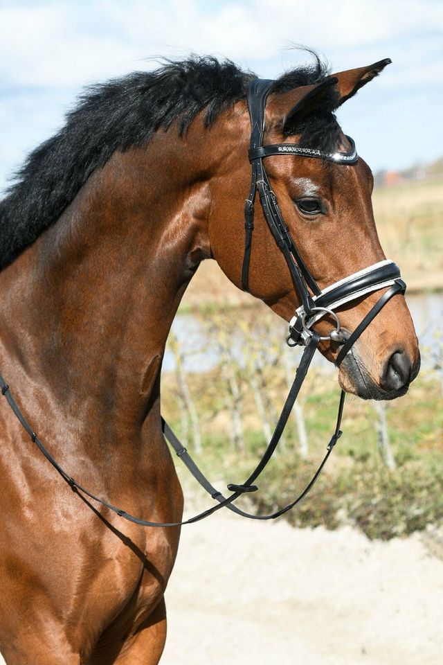 GLITZER TRENSEN shetty, pony, vb/cob, wb/full, kb/extra full €58,95 NEU in Rehburg-Loccum