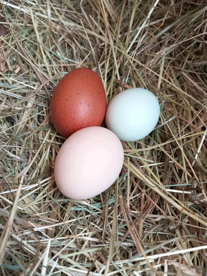 Eier Rassehüner Maran Sussex Mechelner Araucana in Wolpertshausen